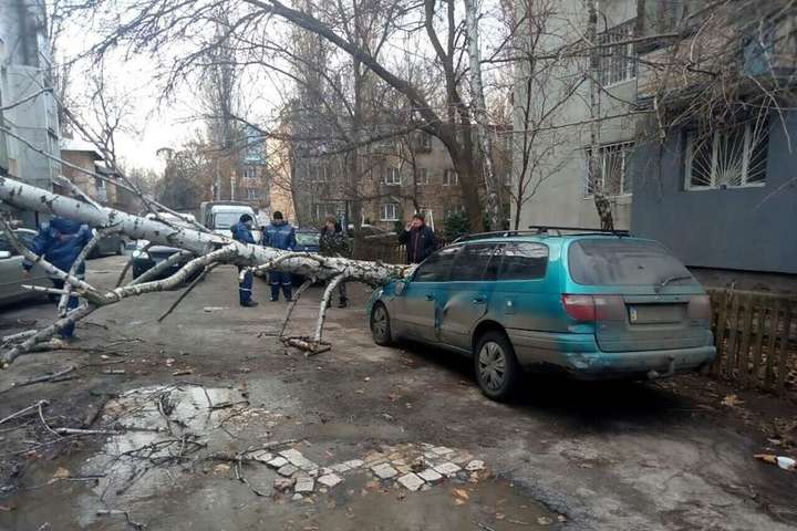 В Одесі сильний вітер повалив дерева (фото)