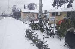 У смт Немішаєво жінка продавала ялинки без дозвільних документів