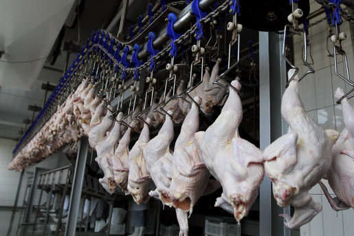 Китай зняв заборону на імпорт продуктів українського птахівництва