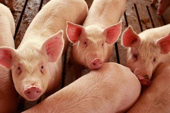 У Китаї 60 мільйонів свиней знищили через вірус АЧС