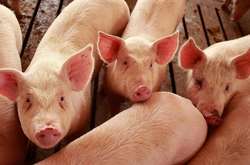 Цього року АЧС у Китаї була зафіксована вперше