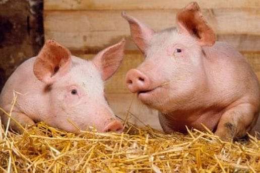 В Україні за рік поменшало свиней