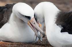 Неймовірні світлини дикої природи, зроблені екологом з США