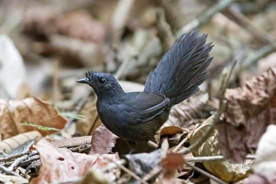 Самую редкую в мире птицу обнаружили в Бразилии