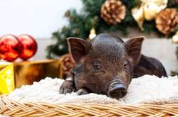 Новый год-2019: как встречать, что надеть и чем задобрить земляную свинку