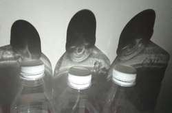 Фото, на яких в неживих предметах можна побачити тварин або обличчя людей