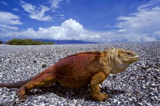 На Галапагосских островах ради животных запретили шумные фейерверки