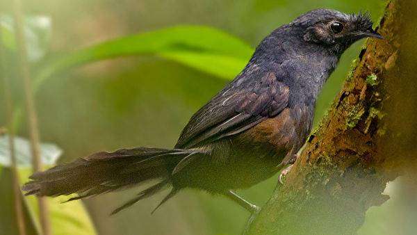 Вчені знайшли у Бразилії рідкісного птаха, якого востаннє бачили на планеті 23 роки тому