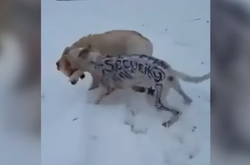 У Києві розфарбований пес нападає на інших собак 