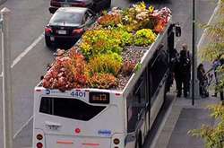 Красота спасет мегаполисы: дизайнер из Нью-Йорка разбивает сады на крышах автобусов