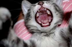 На Оболоні введено карантин через сказ у кошеняти