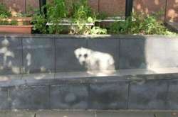 Фото, на которых в неодушевленных предметах можно увидеть животных или лица людей