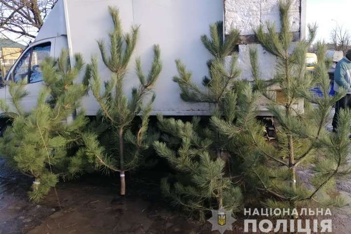 На Херсонщине правоохранители изъяли 350 контрабандных елок
