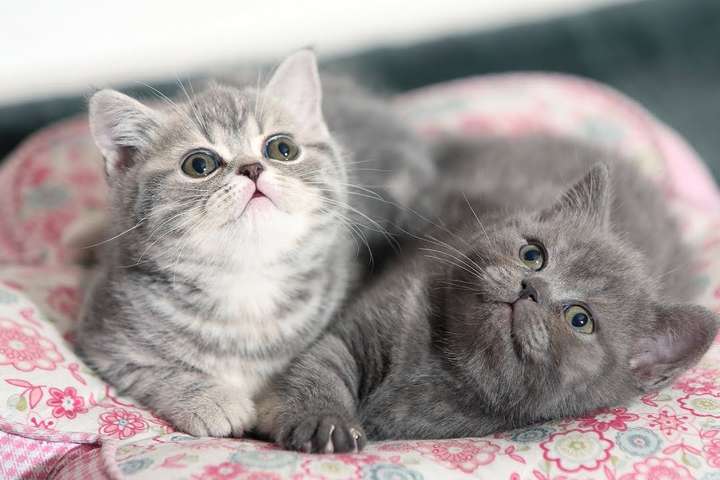 Перші клоновані кошенята можуть надійти у продаж у 2019 році