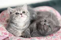 Перші клоновані кошенята можуть надійти у продаж у 2019 році