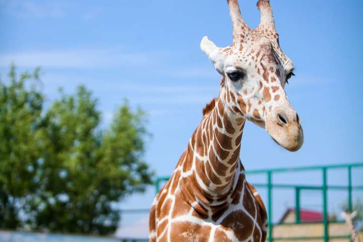 Два види жирафів внесли в список зникаючих тварин
