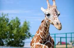 Два види жирафів внесли в список зникаючих тварин