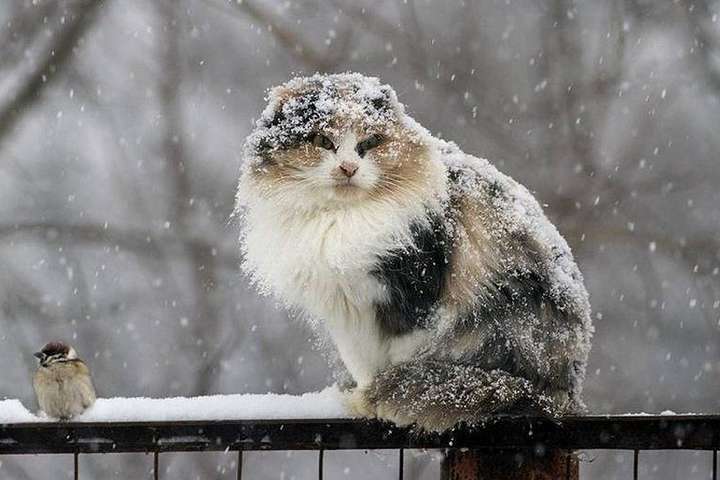 Погода на 1 січня: на заході та півночі України пройде мокрий снігом з дощем