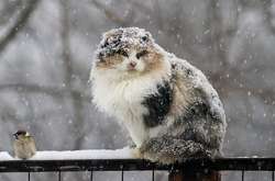 Погода на 1 січня: на заході та півночі України пройде мокрий снігом з дощем