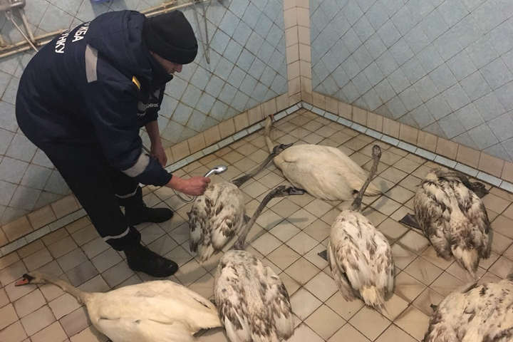 На Хмельниччині рятувальники витягли лебедів з нафтової пастки