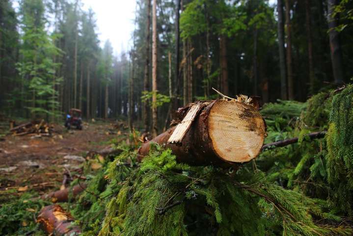 В Україні посилили покарання за незаконну вирубку та знищення лісів