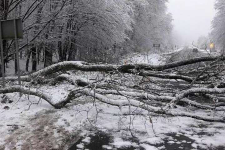 На Закарпатті через падіння дерев знеструмлено 35 сіл