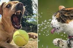 Фотографии животных, которые стали призерами детского конкурса Young Photographer Awards