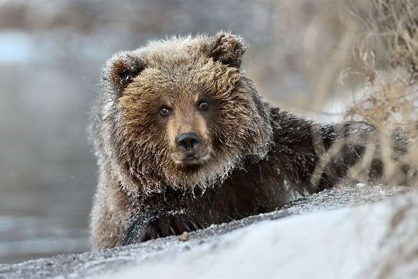 У Вінницькому зоопарку не сплять ведмеді