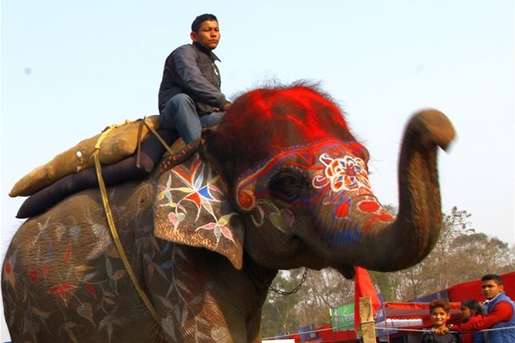У Непалі обрали найгарнішого слона 