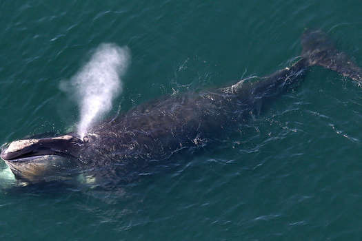Вперше за два роки вчені помітили дитинча вимираючого кита 