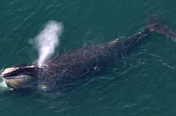 Вперше за два роки вчені помітили дитинча вимираючого кита 