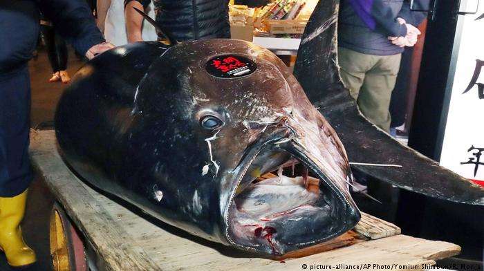 У Японії продали тунця за рекордні $3 млн