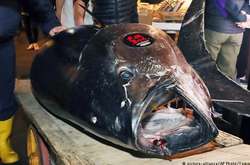 У Японії продали тунця за рекордні $3 млн