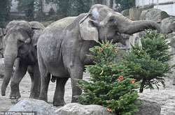 В зоопарку Берліна тварини доїли недопродані новорічні ялинки
