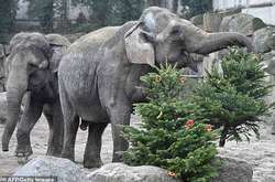 Слонов берлинского зоопарка накормили новогодними елками