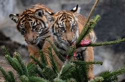 В зоопарке Берлина животные съели новогодние елки