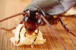 У Києві нашестя тарганів