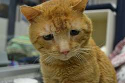 Кот британского искусствоведа расцарапал ценное полотно XVII века