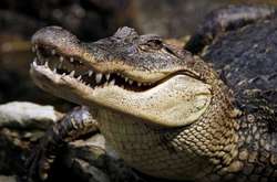 В Индии в возрасте 130 лет скончался любимый жителями деревни крокодил