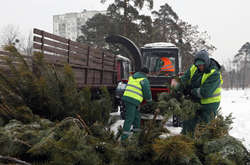 Зібрані дерева перероблять на щепу в спеціальному тріскоподрібнювачі 