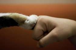 За два роки у Києві з’явиться новий центр захисту тварин