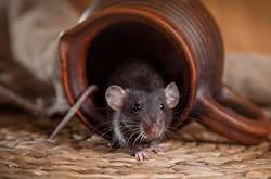 Кияни потерпають від нашестя мишей