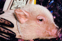 Новая капсульная коллекция Gucci посвящена свиньям: стильные фото