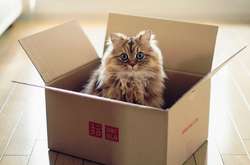 В США кошкам сняли жилье за $1,5 тысячи