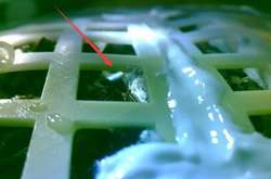  Доставлене на Місяць насіння бавовнику проросло 