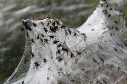 У Бразилії в небі «пролився» дощ з павуків (відео)