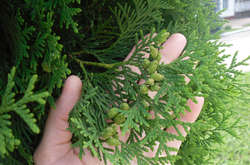 Пилок кипариса є відомим алергеном