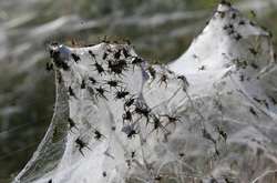 В Бразилии в небе «пролился» дождь из пауков (видео)