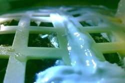  Насіння бавовни проросло на Місяці, але згодом замерзло&nbsp; 