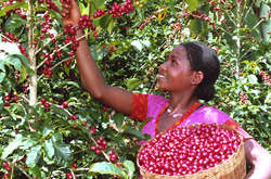 На сьогодні у лісах росте понад 100 видів кавових дерев, водночас люди п&rsquo;ють каву лише двох видів &mdash; &laquo;арабіка&raquo; та &laquo;робуста&raquo;